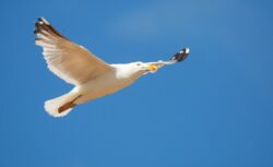 Gulls vanishing from seaside amid fears bird flu is hammering colonies