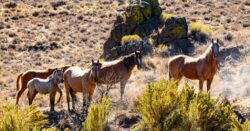 Twenty wild horses found killed and more than 30 missing as ,000 reward offered