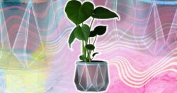 Self-watering plant pots are here to help accidental house plant killers