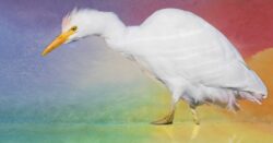 Nature Calls: The flight of the cattle egret comes with a bittersweet reminder