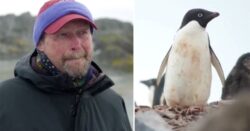 Frozen Planet scientist sobs after explaining how climate change is ‘killing off’ penguins: ‘We need to do something about it’