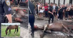 New York City carriage horse euthanized months after viral collapse video