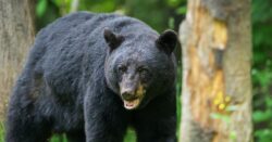 Grandfather saves grandson from 250-pound bear mauling him by throwing metal bar