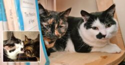 Anxious cat pals Luke and Leia need a home – can you help?
