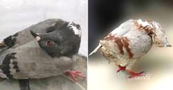 ‘Zombie’ pigeons found with twisted necks after catching horrific disease