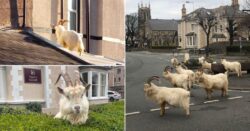 Mischievous goats get so rowdy town has to create task force to control them