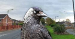 An entire village is being ‘terrorised’ by a jackdaw called Derek