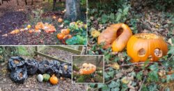Pumpkin dumping is the seriously scary threat facing wildlife this Halloween