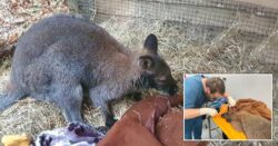 Wallaby on the loose rescued and treated for ‘severe’ face injury