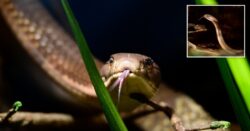 Deadly cobra captured after six days on the loose slithers away for second time