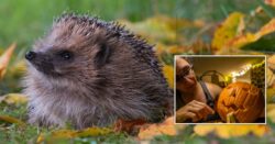 Warning not to dump Halloween pumpkins outdoors because they may kill hedgehogs