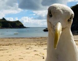 Seagull takes menacing selfie after woman leaves phone recording on beach