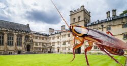 Oxford University students ‘rent strike’ after cockroaches found in kitchens and rooms