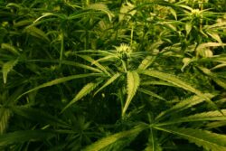 ‘No plans’ to tighten law on cannabis, says No 10