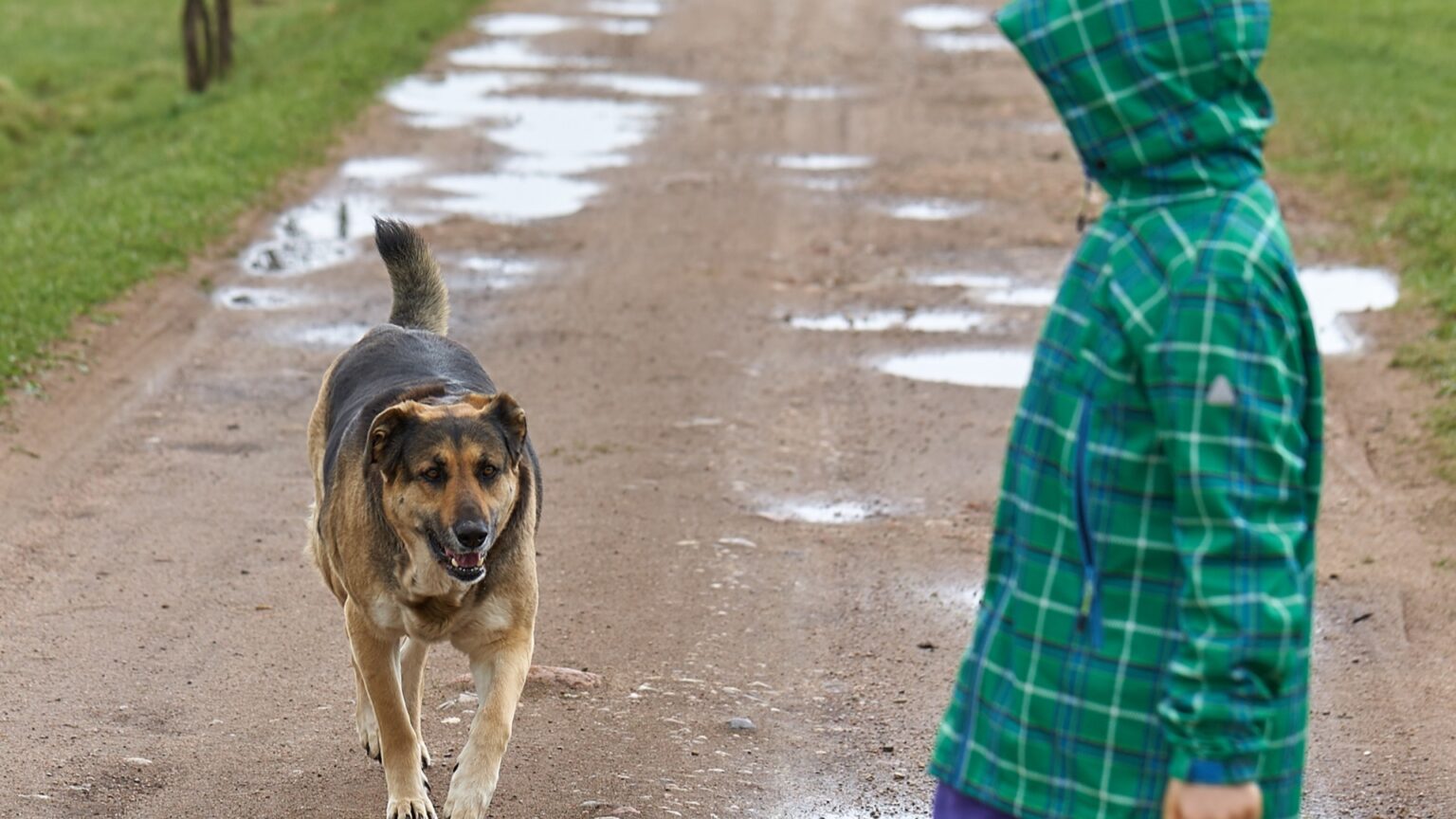 Urgent warning to parents as kids under 5 are most at risk being KILLED by dogs