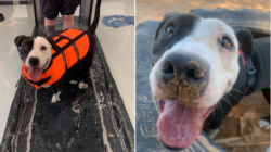 Staffie who fell off balcony twice needs forever home where she can keep up with her hydrotherapy