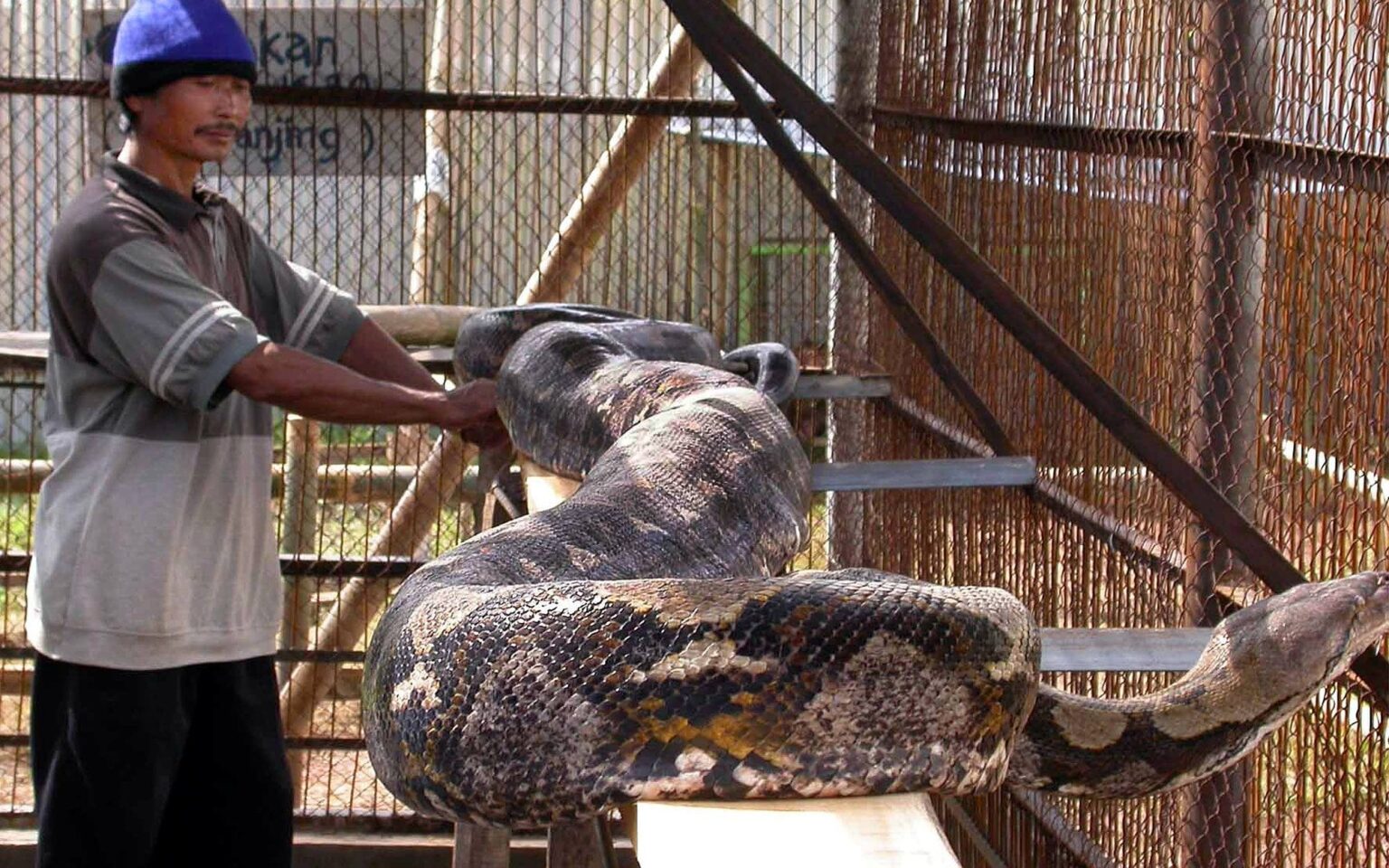 Indonesian woman found dead inside python