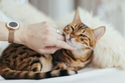 How you talk to your cat really does make a difference, research finds