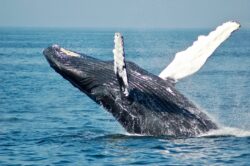 Whale penis mistaken for mysterious ‘sea creature’ on TikTok