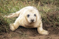 Baby seals back in Lincolnshire as pupping season returns