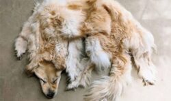 Grieving family turns pet golden retriever into a floor rug in divisive decision