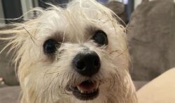 Bob the dog is only pup left at adoption day as others find homes: ‘He’s incredibly sweet’