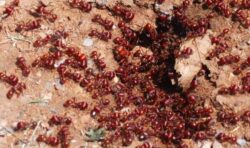 ‘Supercolony’ of fire ants with sting that causes blindness found in France for first time