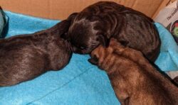 Five tiny puppies abandoned in cardboard box with eyes closed and umbilical cords attached