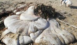 Mysterious and faceless white blob washed up on Cornish beach eludes identification