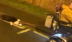 Desperate dog is dragged down street by mobility scooter in horrific footage