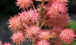 Woman shocked after spotting ‘world’s deadliest plant’ in council flowerbed