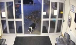 Heartwarming moment dog turns herself in to police after being separated from owner