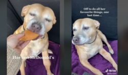 Sweet moment dying dog has first McDonald’s cheeseburger – and loves it