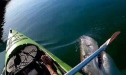 Kayaker escapes from jaws of great white shark after it emerges from water