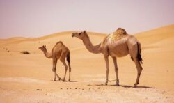 Camel Virus becomes cause of concern as World Cup 2022 kicks off in Qatar