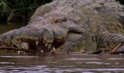 Giant crocodile who has ‘eaten 300 people’ is feared alive after years of no sightings