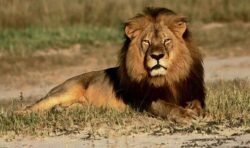‘Enough is enough!’ Tory MP in bid to end ‘evil trade’ of trophy hunting imports