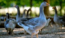 Nestlé launches vegan ‘foie gras’ amid animal welfare concerns