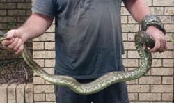 Massive python drags boy into swimming pool before dad and grandad leap to the rescue