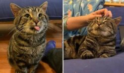 ‘Very sad and depressed’ cat finds forever home after droopy-eyed post goes viral