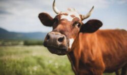 Man dead after runaway cow ‘attacks and tramples’ him in town centre