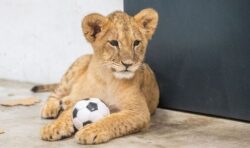 Adorable lion cubs orphaned in Ukraine arrive in Minnesota before new life in US