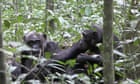 Cool leaf! Study records chimp showing off object in human-like way