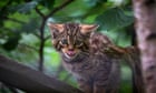 Wildlife Trusts consider reintroducing wildcats to England