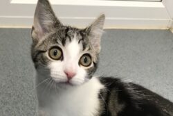 Playful kitten found to be neither male nor female in veterinary first