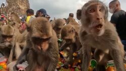 Monkeys get feast of food as ‘reward for attracting tourists’