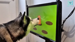 UK company invents video game console for dogs