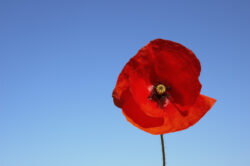 What does a white, purple or blue poppy mean? Different colour poppies, explained