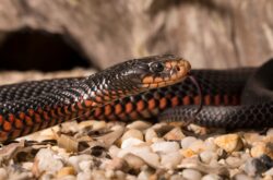 I’m A Celebrity camp infiltrated by highly venomous snake days before stars due to enter