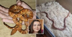 Woman shocked to find neighbour’s missing snake in her bed in the middle of the night